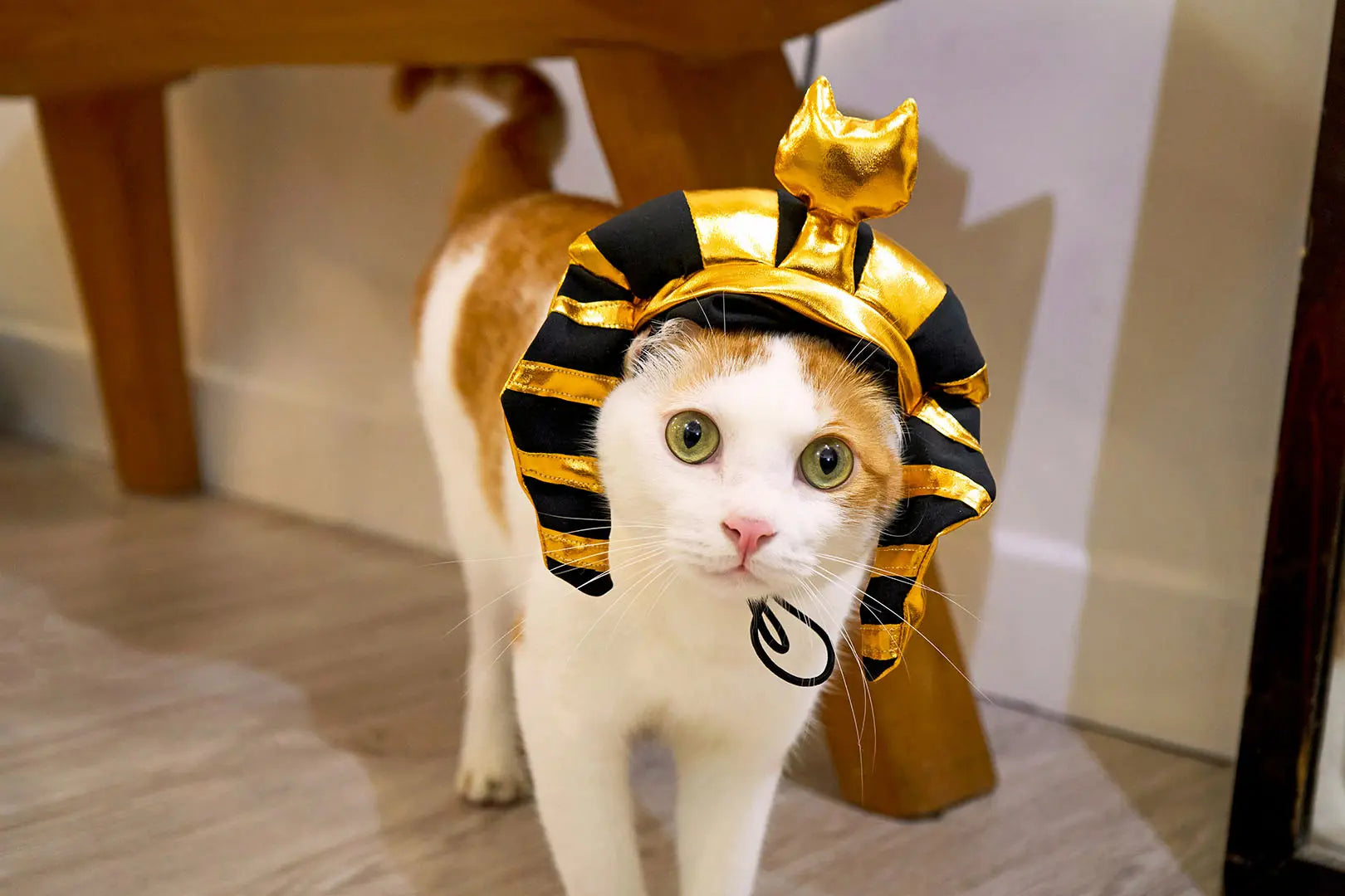 Gold shiny Pharaoh pet hat 我的商店