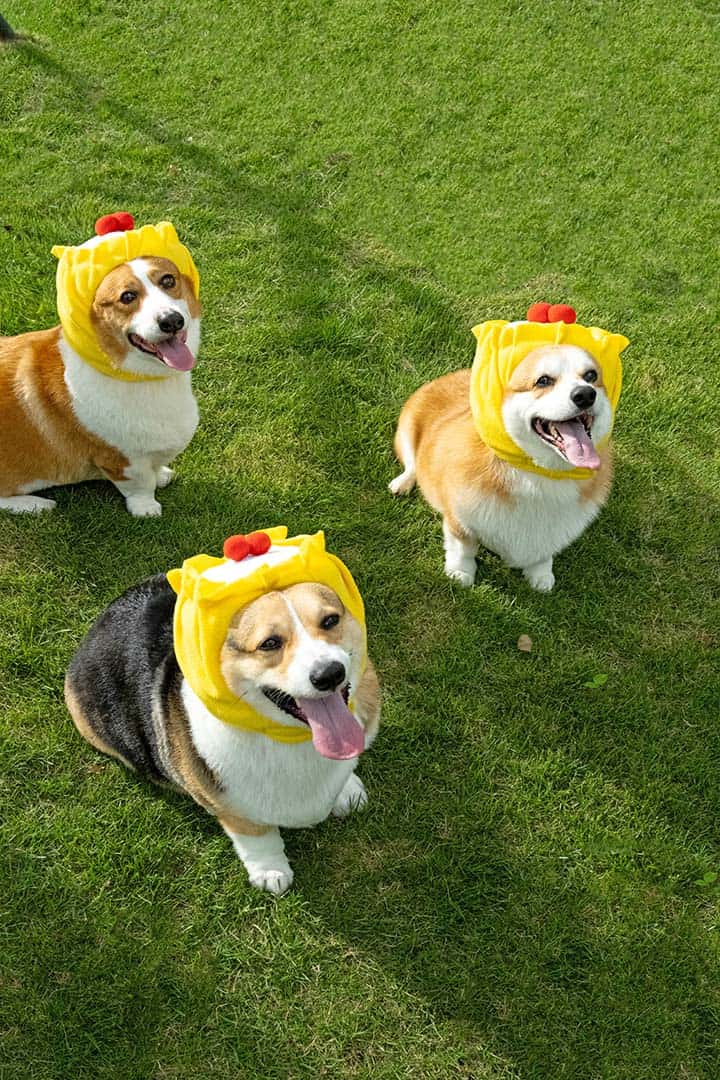 Siew Mai pet hat (Includes shrimp＋crab roe) - CatBox 毛貓盒玩