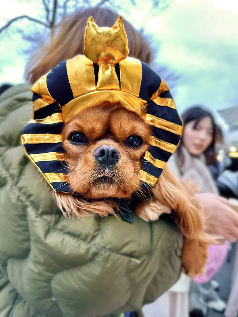 Gold shiny Pharaoh pet hat 我的商店